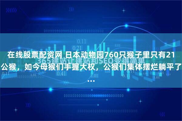在线股票配资网 日本动物园760只猴子里只有21只公猴，如今母猴们手握大权，公猴们集体摆烂躺平了...